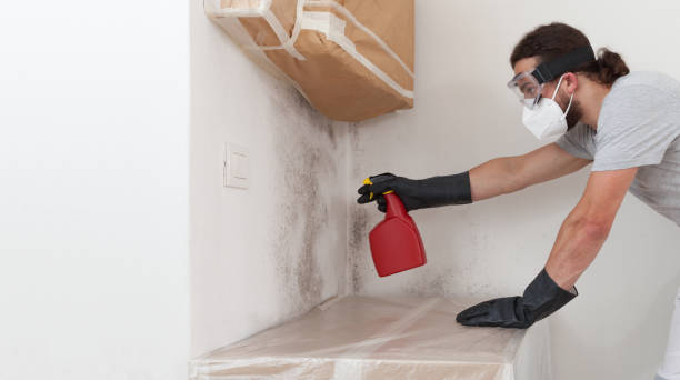 Professional Basement Mold Remediation technician working in Framingham, MA
