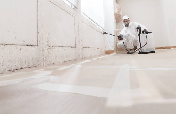 24/7 Emergency Basement Mold Remediation experts in Framingham, MA